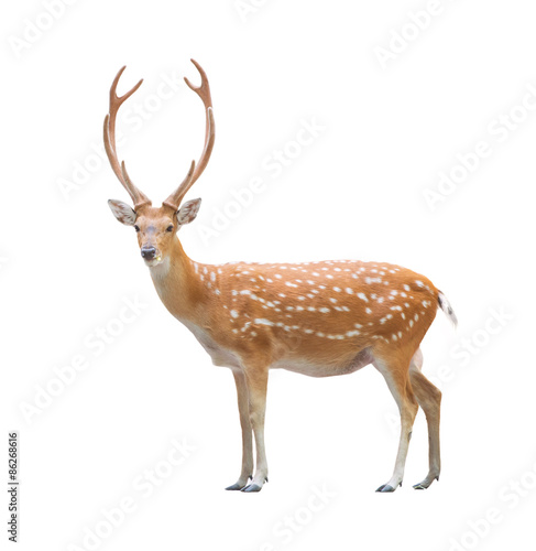 beautiful sika deer photo