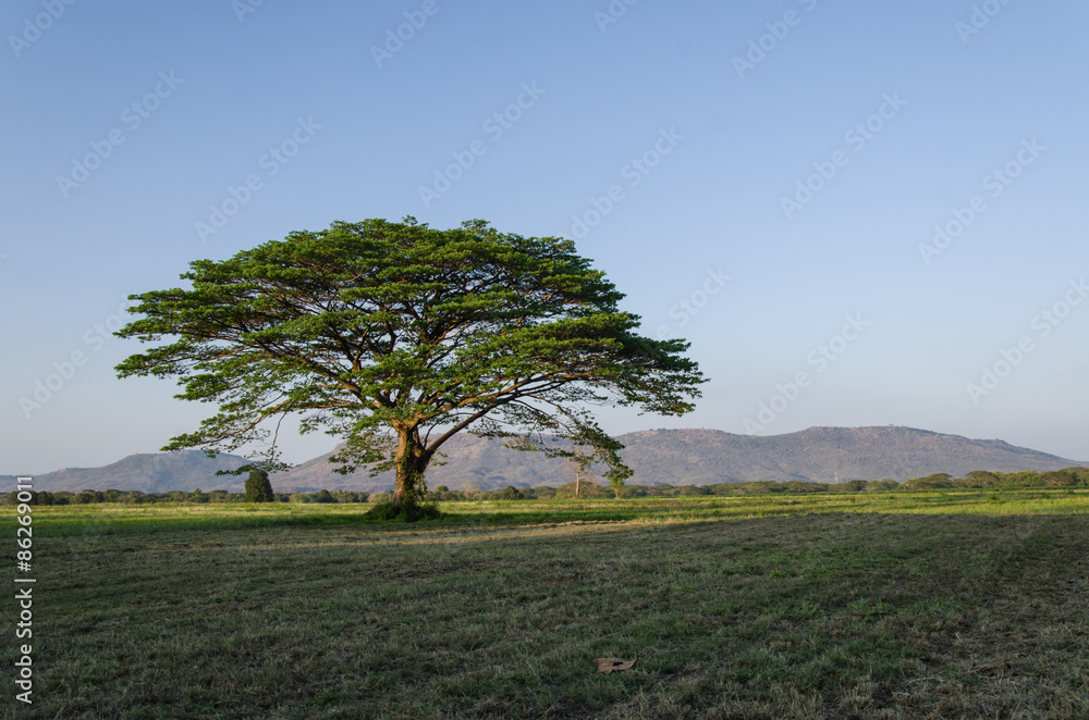 Obraz premium big tree on field