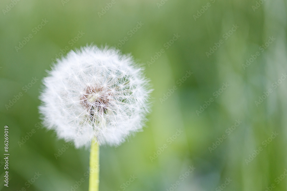 dandelion