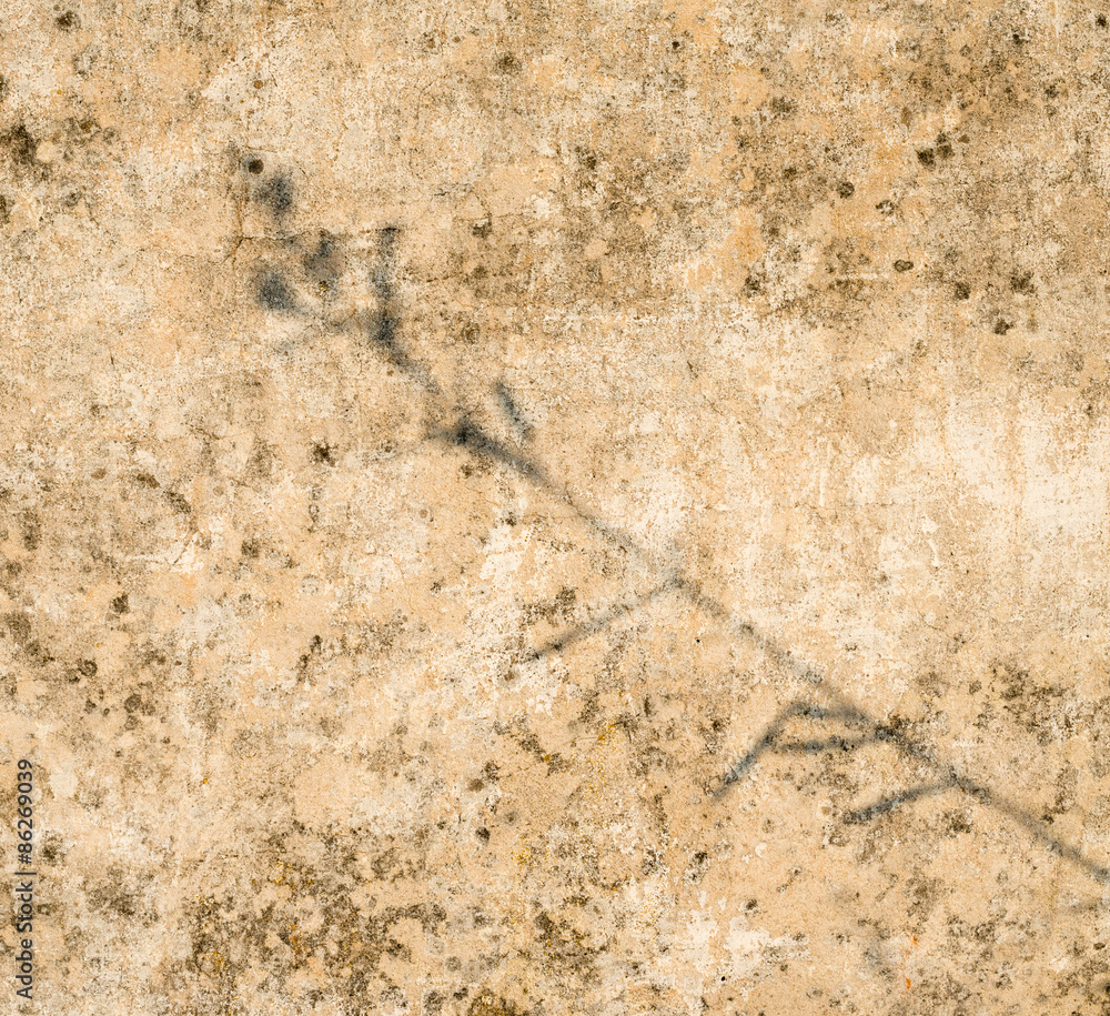 Shadow of the plant on the concrete surface Shadow of the plant on the concrete surface