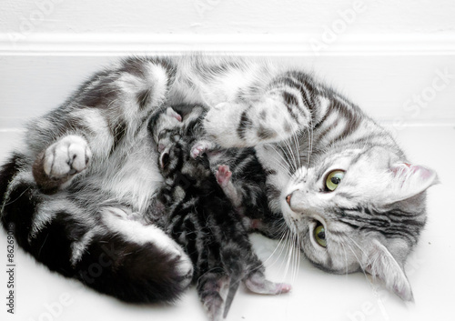 Wallpaper Mural American shorthair mother cat was breastfeeding Torontodigital.ca