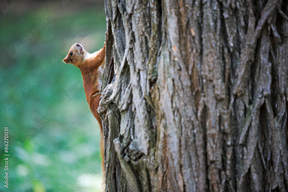 Obraz premium grey squirrel