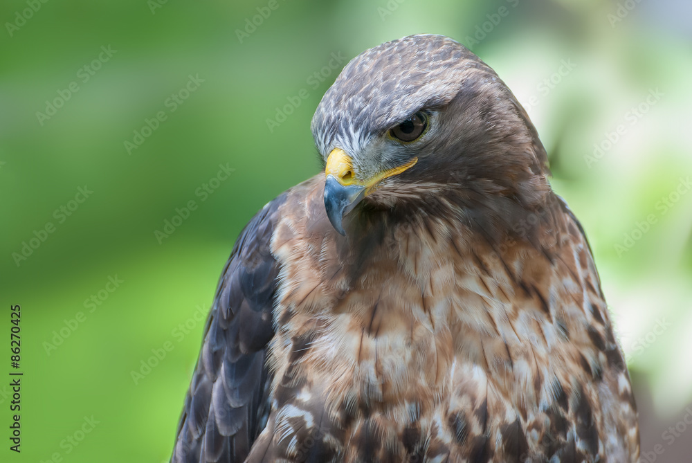Buzzard, Buteo buteo, Head Buzzard, Buteo buteo, Head