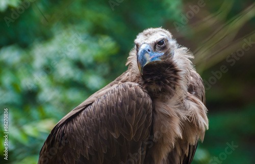 Vulture, Aegypius monachus