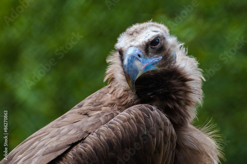 Vulture  Aegypius monachus