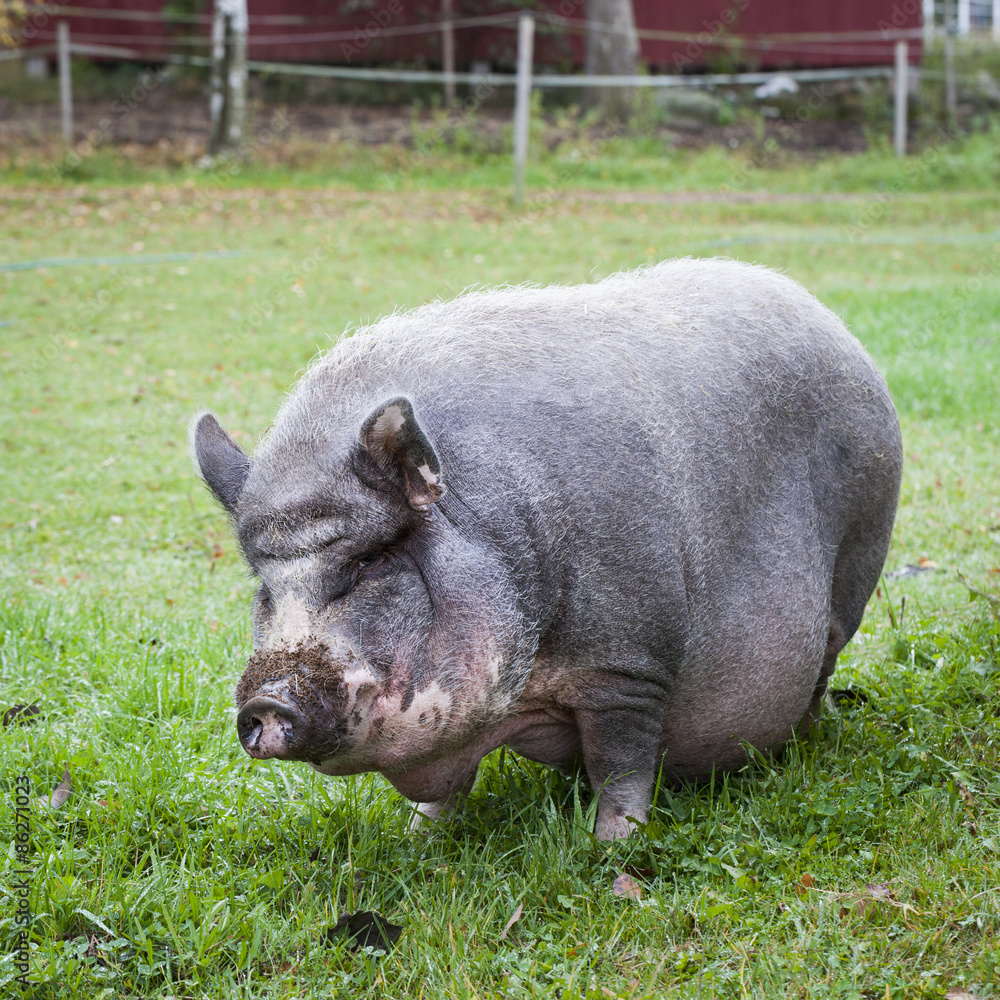 Fototapeta premium Vietnamese Pot-bellied pig as a pet