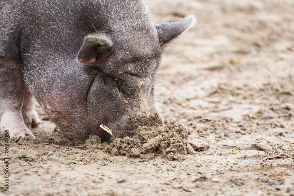 Vietnamese Pot-bellied pig as a pet Vietnamese Pot-bellied pig as a pet