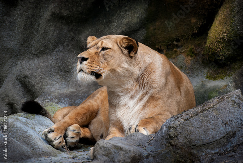 Lying Lioness on Rock in Zoo