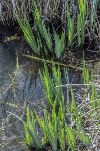 Spring stems iris garden in water