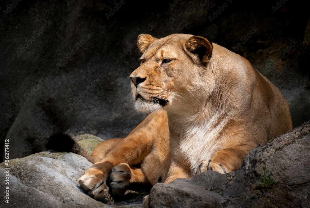 Isolated Lying Lioness