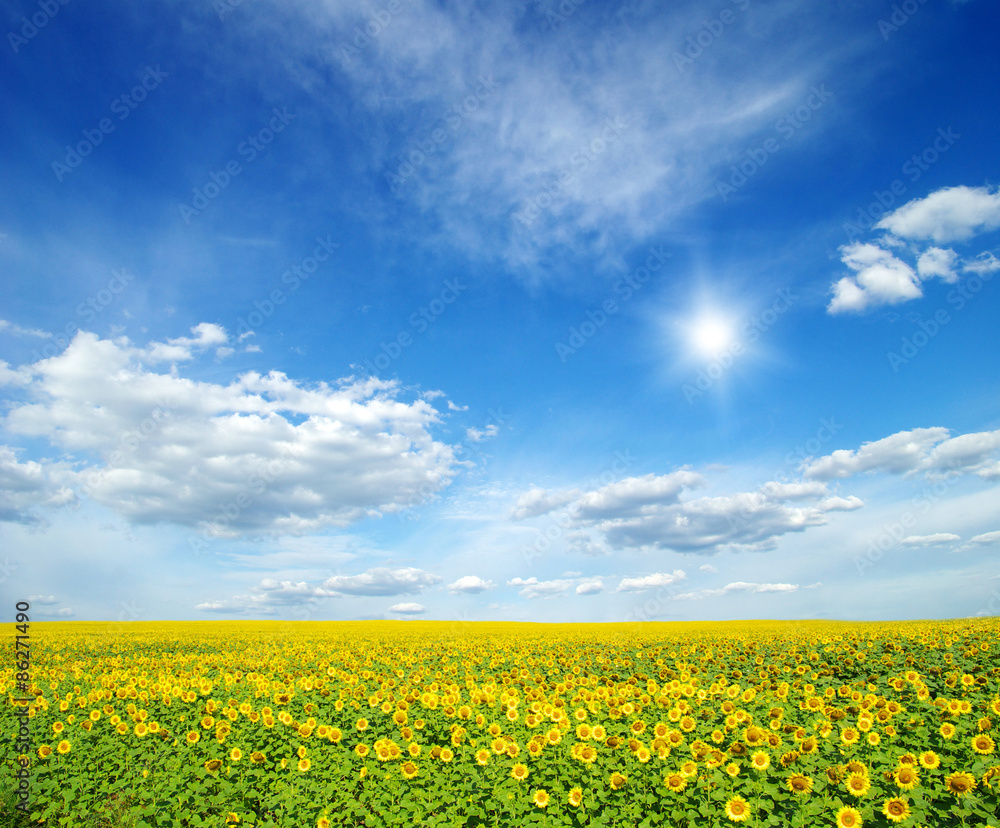 Obraz premium field of sunflowers