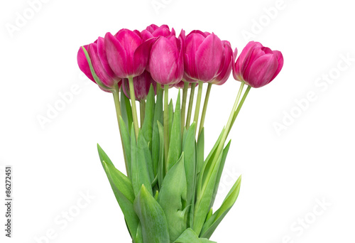 Fototapeta Naklejka Na Ścianę i Meble -   tulips