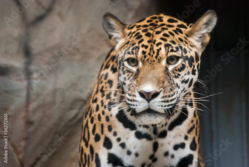 American Jaguar