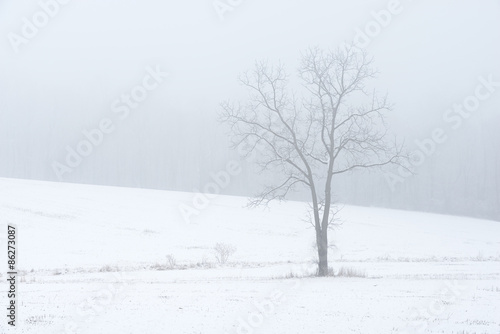 Single Tree in Snow Covered Field on Foggy Morning