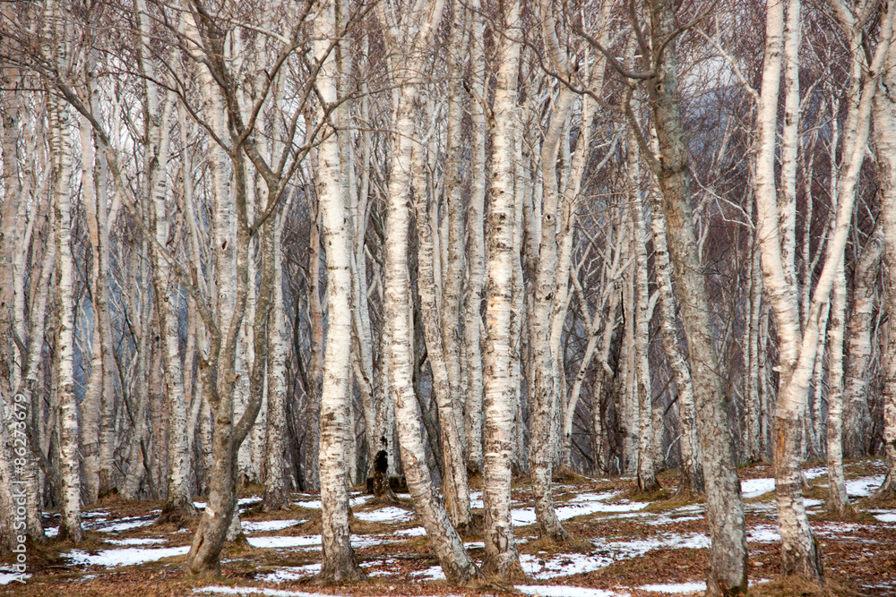 Obraz premium 白樺の森