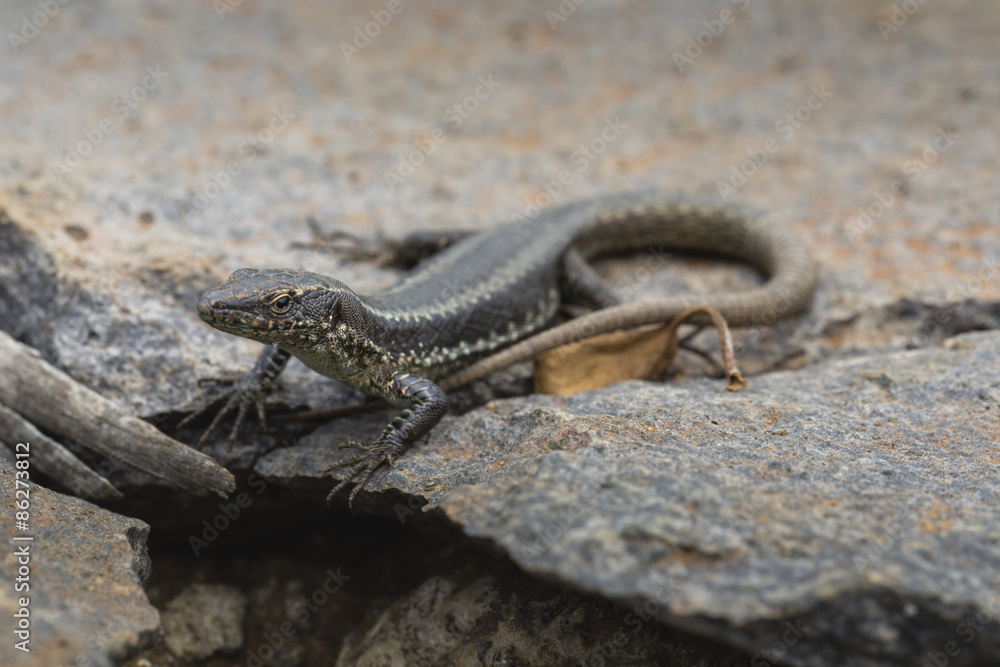 Lagartixa-da-Madeira, Lacerta dugesii. Lagartixa-da-Madeira, Lacerta dugesii.