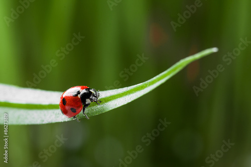 red ladybug on green grass