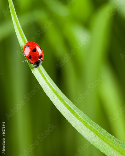 Ladybug on Grass Over Green Bachground © fotomaximum