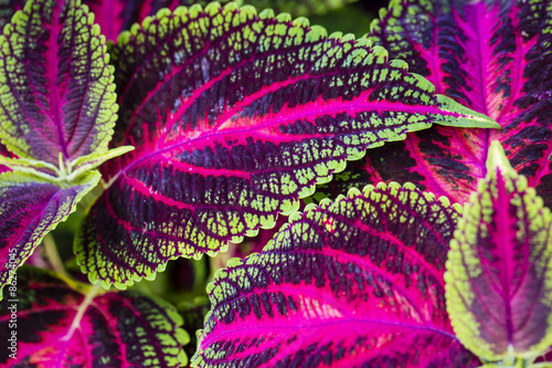 Tableau sur toile Close up of Coleus leaves (Painted nettle,Flame nettle )