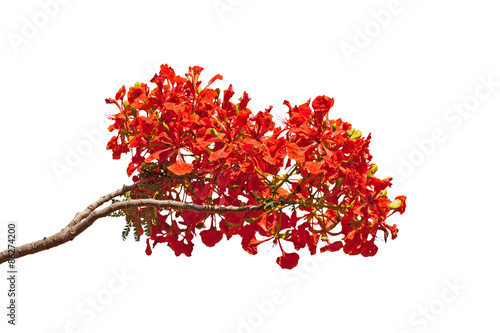 Flam-boyant flower