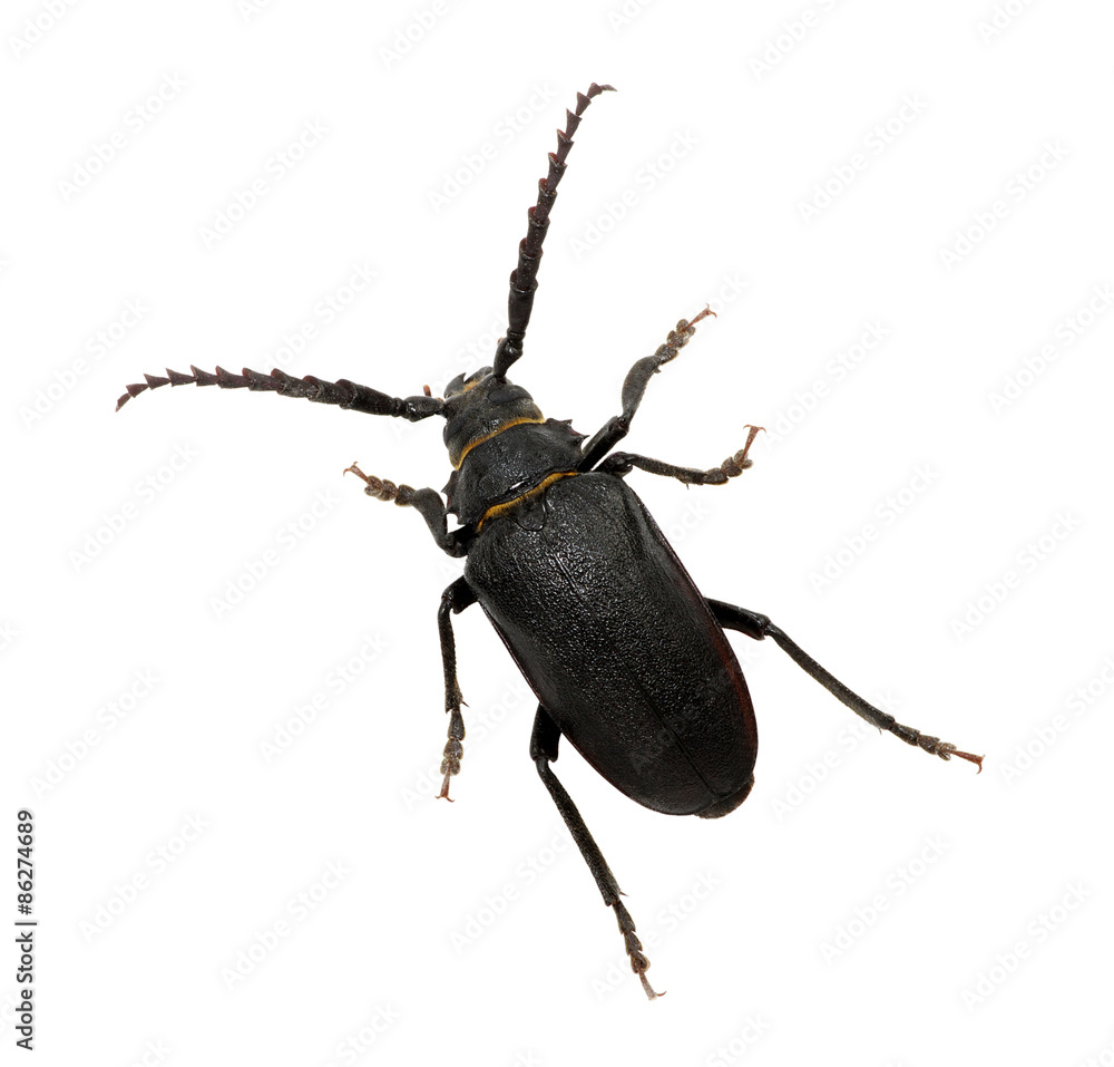 black beetle black beetle