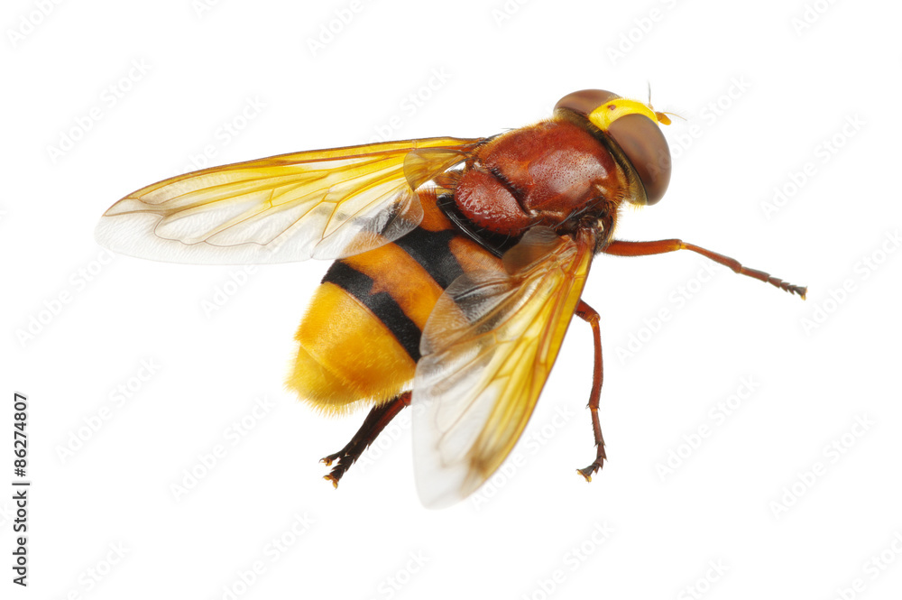 Fototapeta premium Horsefly