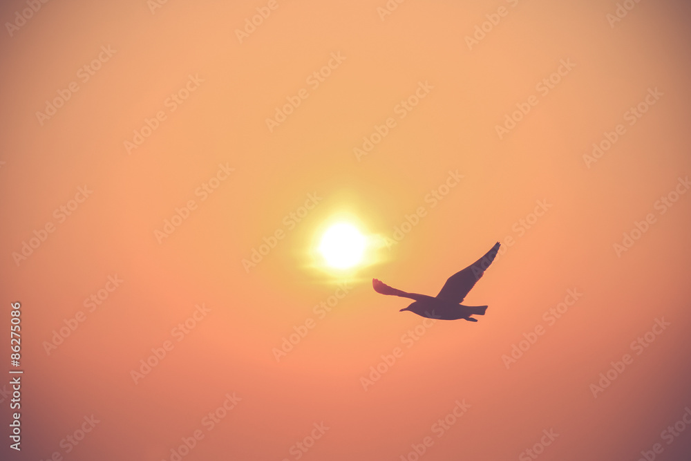 Fototapeta premium Flying silhouette bird