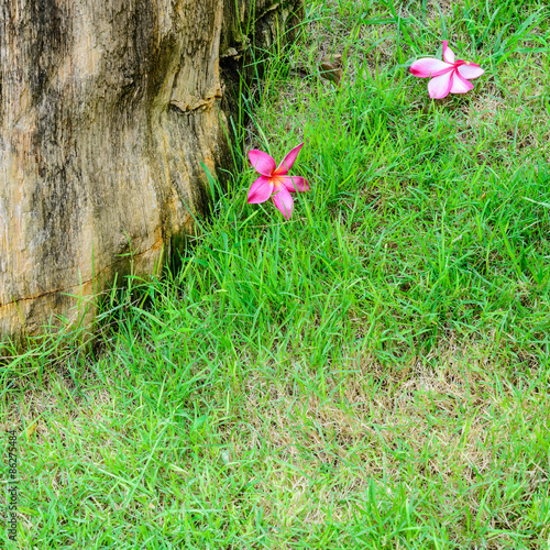 red plumeria flowers bloom in tropical on green grass © photos777