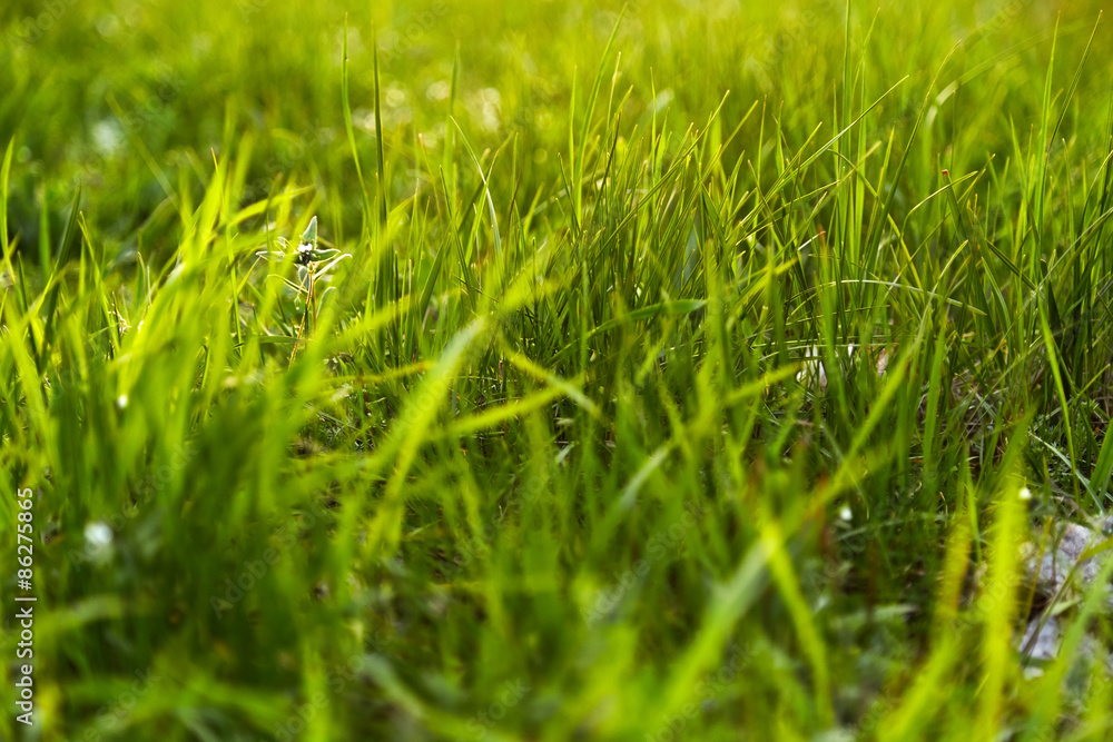 Nature background Nature background