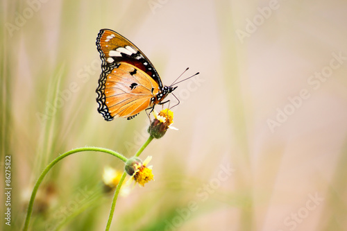 Butterfly © muangsatun