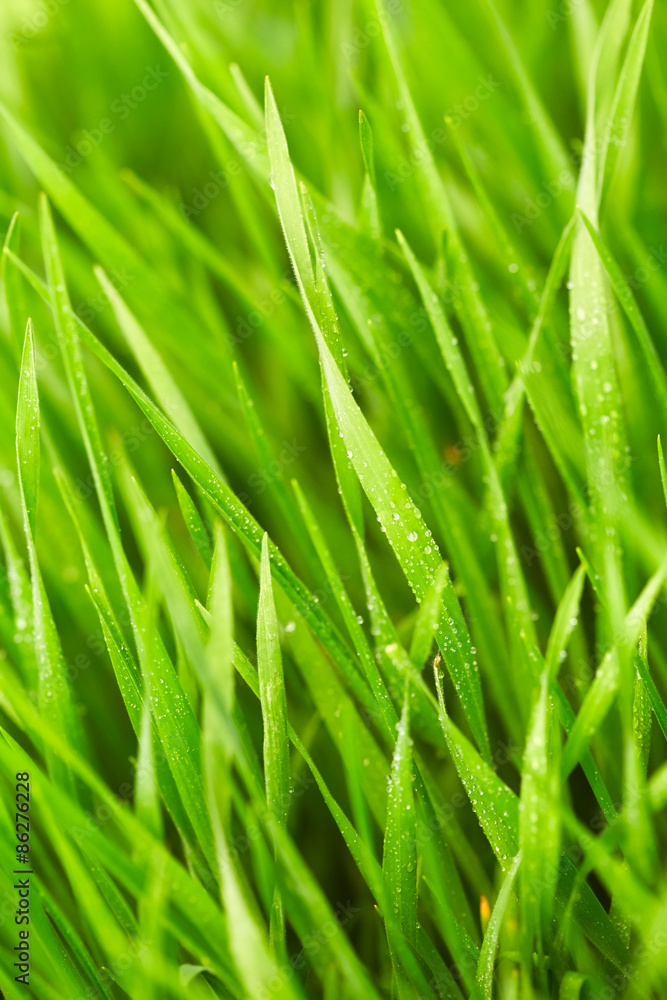 Obraz premium Grass with drops of water