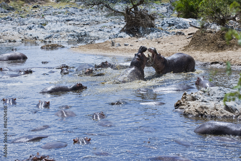 Naklejka premium Tanzania, Serengeti National Park, Seronera area, hippopotamus (hippopotamus amphibious) in a hippopool