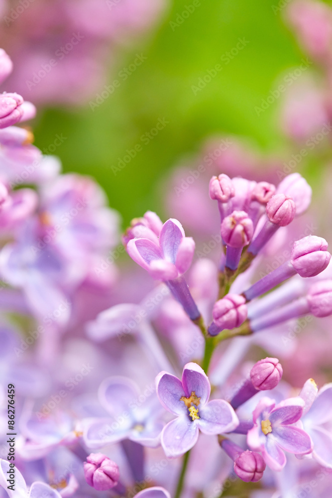 Obraz premium Flowers