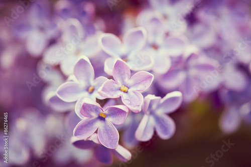 Lilac flowers close up © Nik_Merkulov