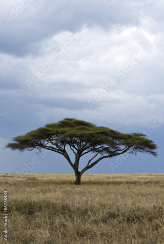 Tanzania  Serengeti National Park  Seronera area  an acacia