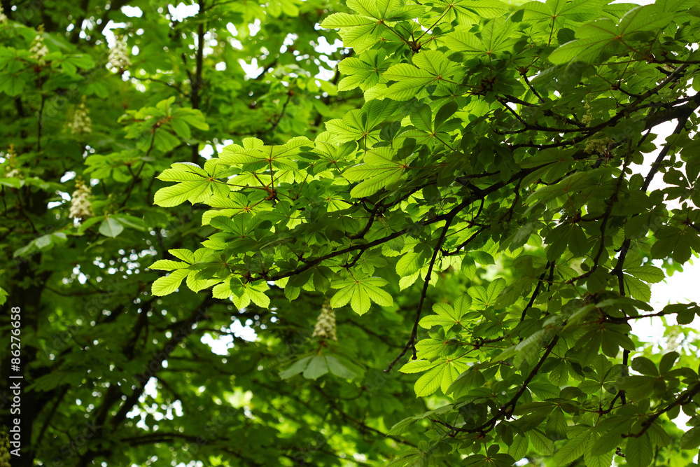 Chestnut tree