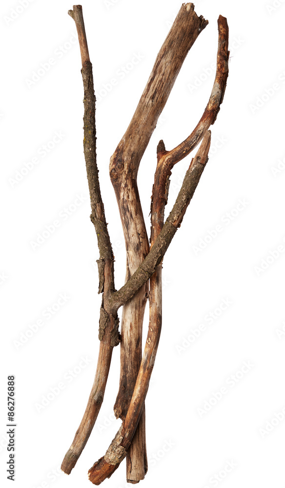 Sticks of tree Sticks of tree