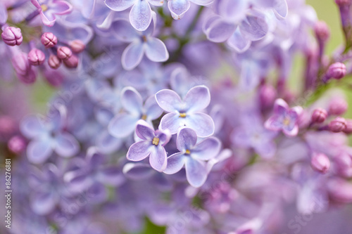 Lilac flowers © Nik_Merkulov
