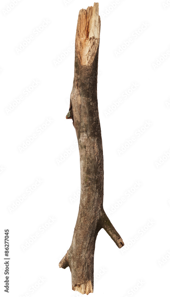 Tree stick