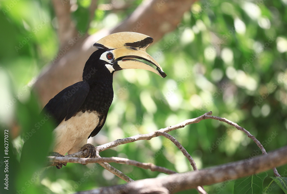 Fototapeta premium bird with a large beak