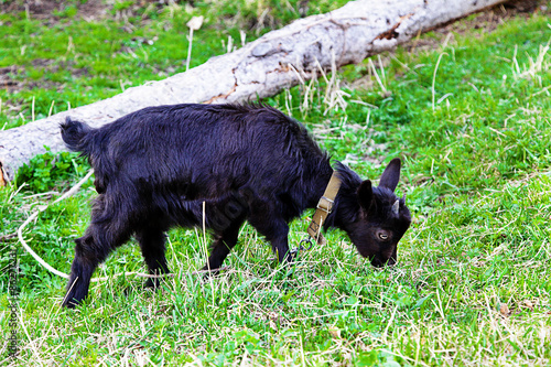 goat grazing on grass © milly777