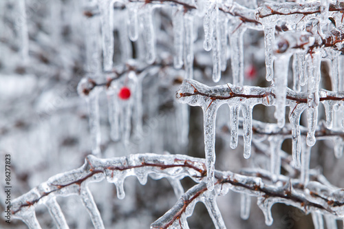 Ice Storm photo