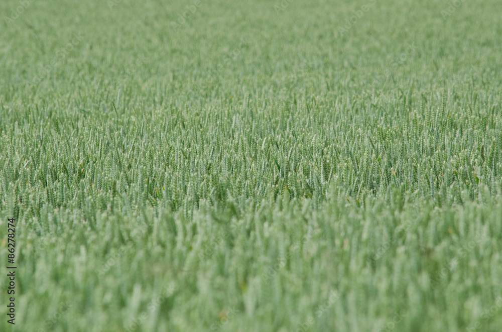 Green wheat field filled frame