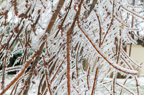 Ice Storm photo