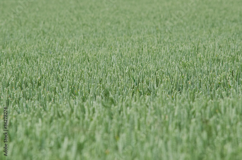 Green wheat field filled frame