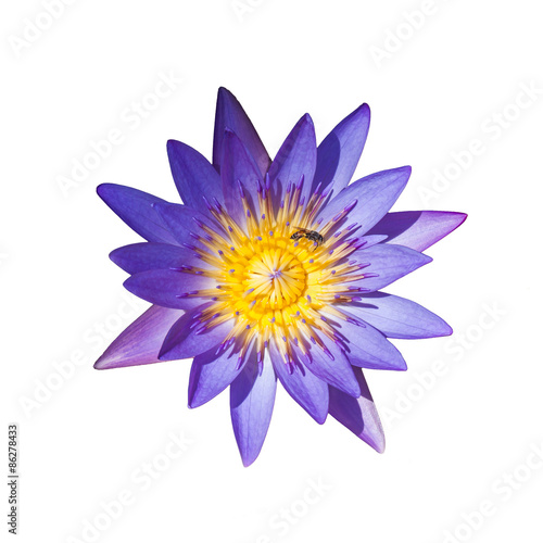 lotus flower on a white background