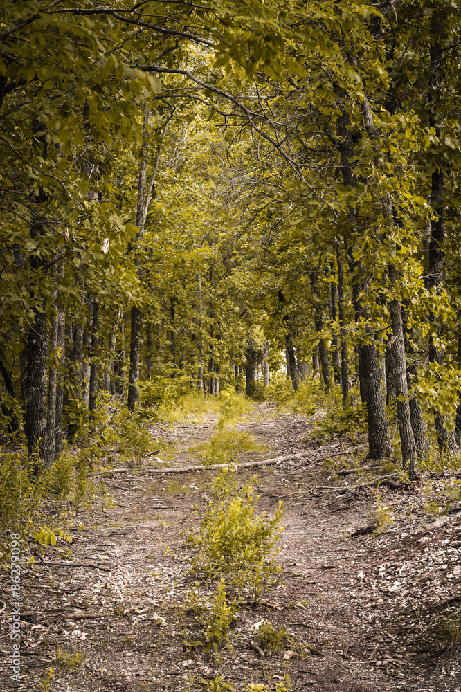 Deep woods path with dirt road