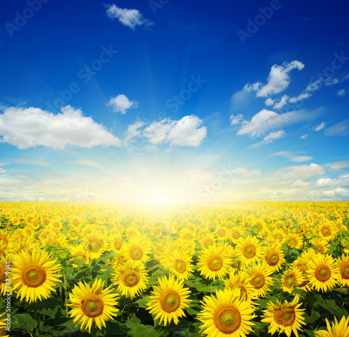  sunflowers and sun