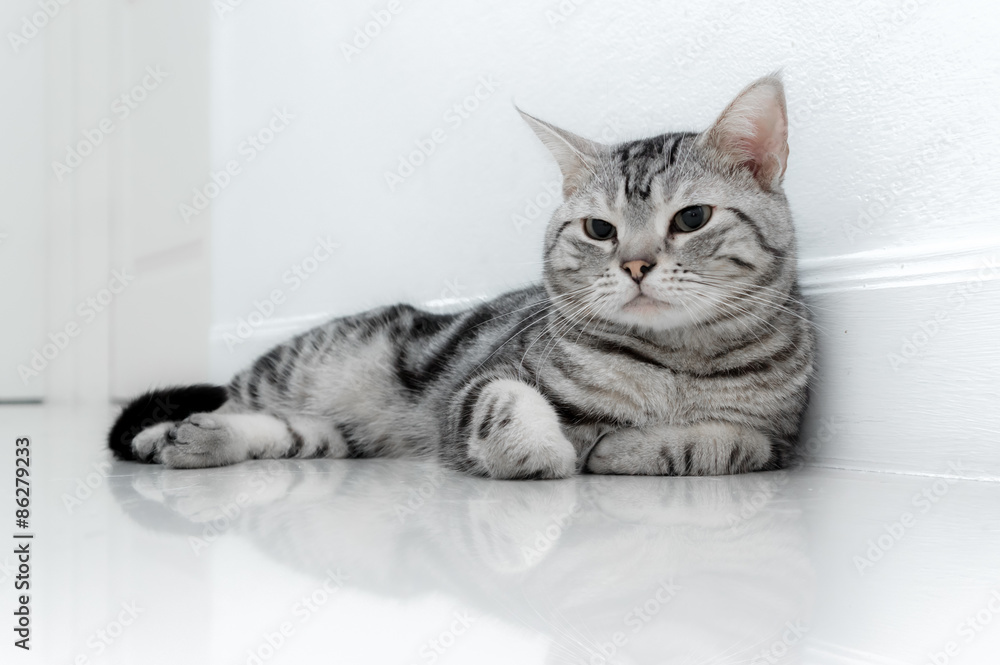 Plakat American shorthair cat is sitting and looking forward