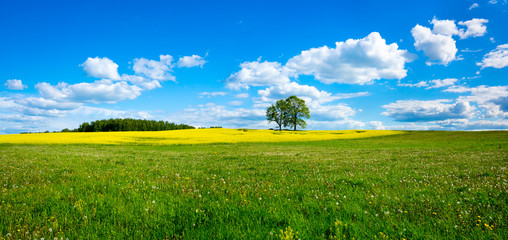 Beautiful summer landscape